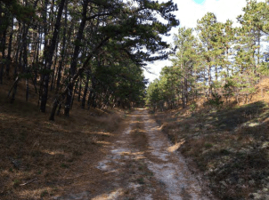 A section of the proposed Wellfleet extension of the Cape Cod Rail Trail. Image courtesy of the Massachusetts DCR.
